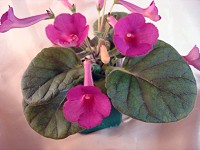 Sinningia 'Ozark Rosy Cheeks' Sinningia 'Ozark Rosy Cheeks'
